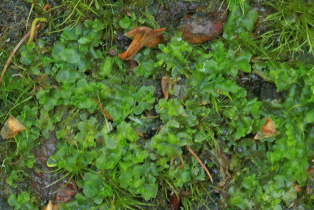 Fossombronia foveolata (door Jan Kersten)