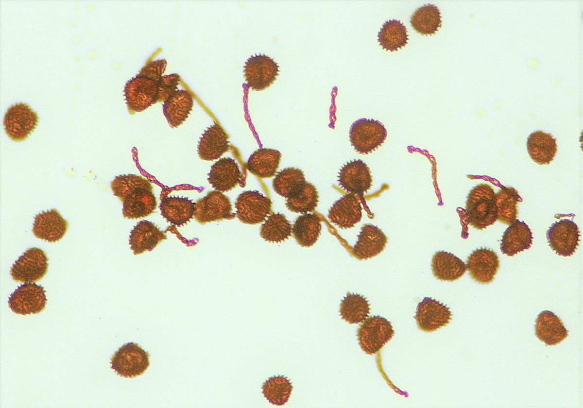 Fossombronia wondraczekii (door Jan Kersten)