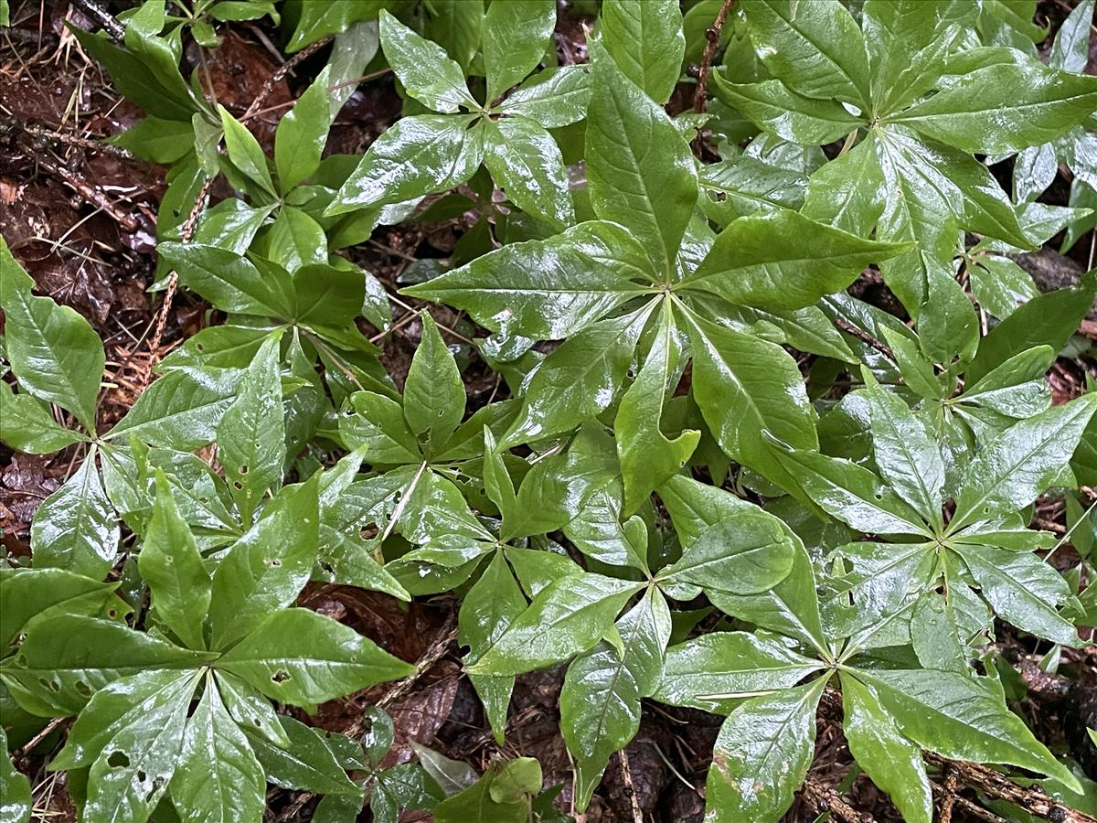 Trientalis borealis (door Carleen de Graaf)