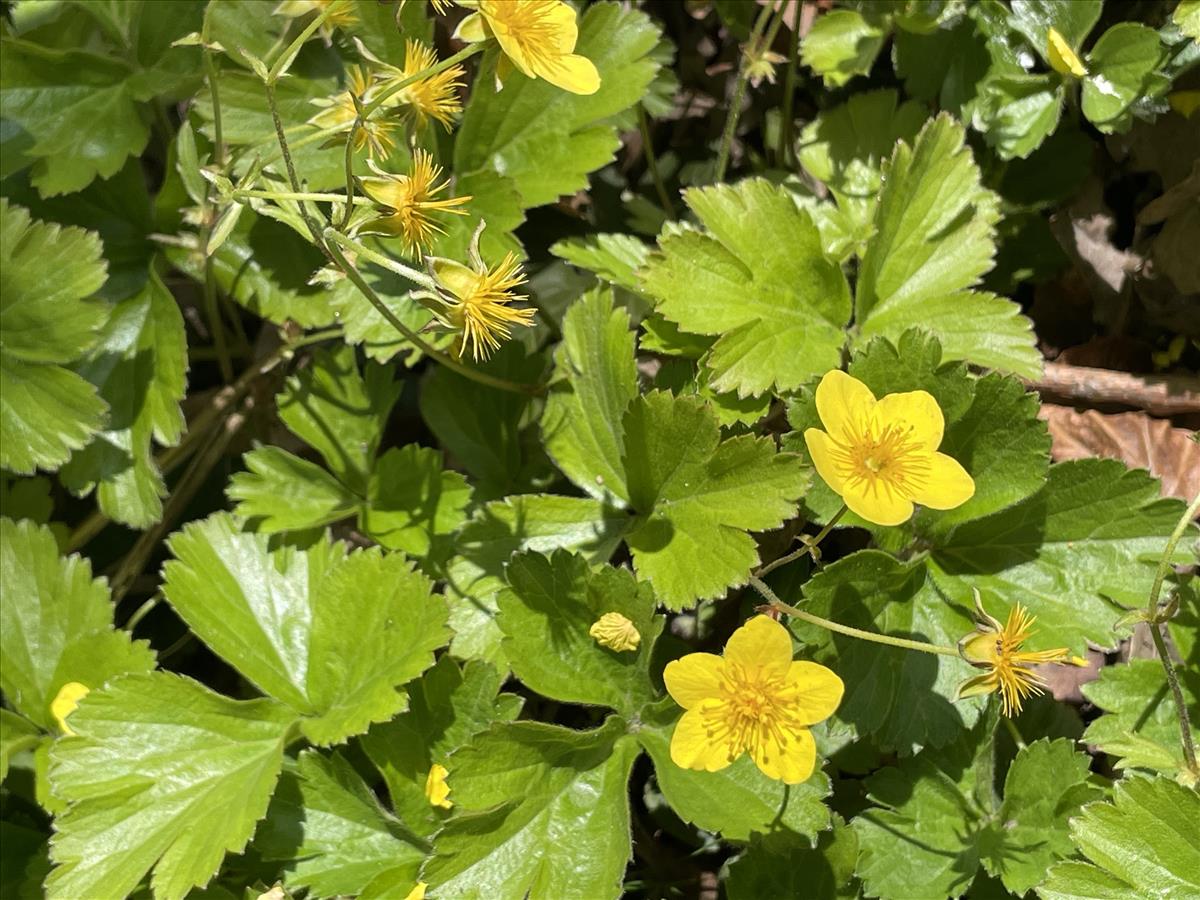 Waldsteinia ternata (door Carleen de Graaf)