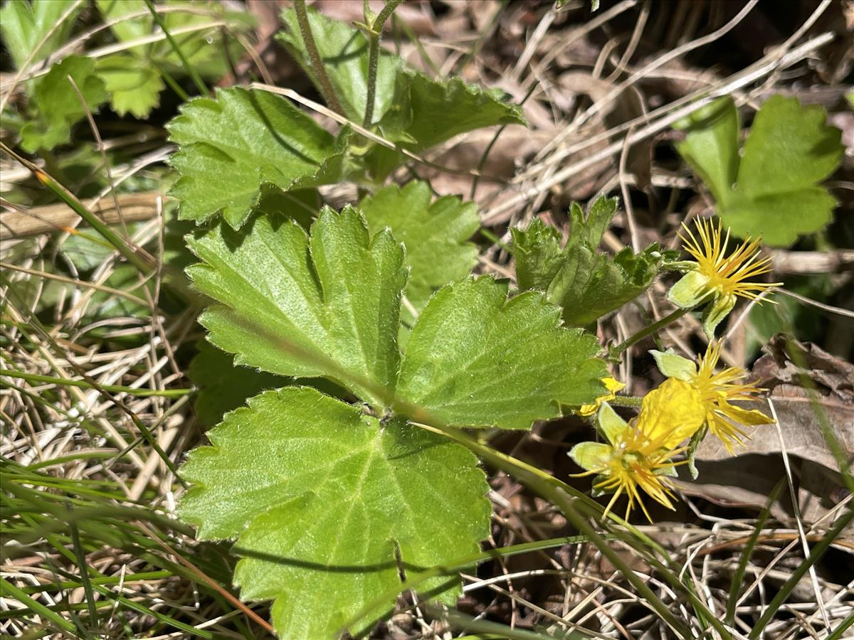 Waldsteinia ternata (door Carleen de Graaf)