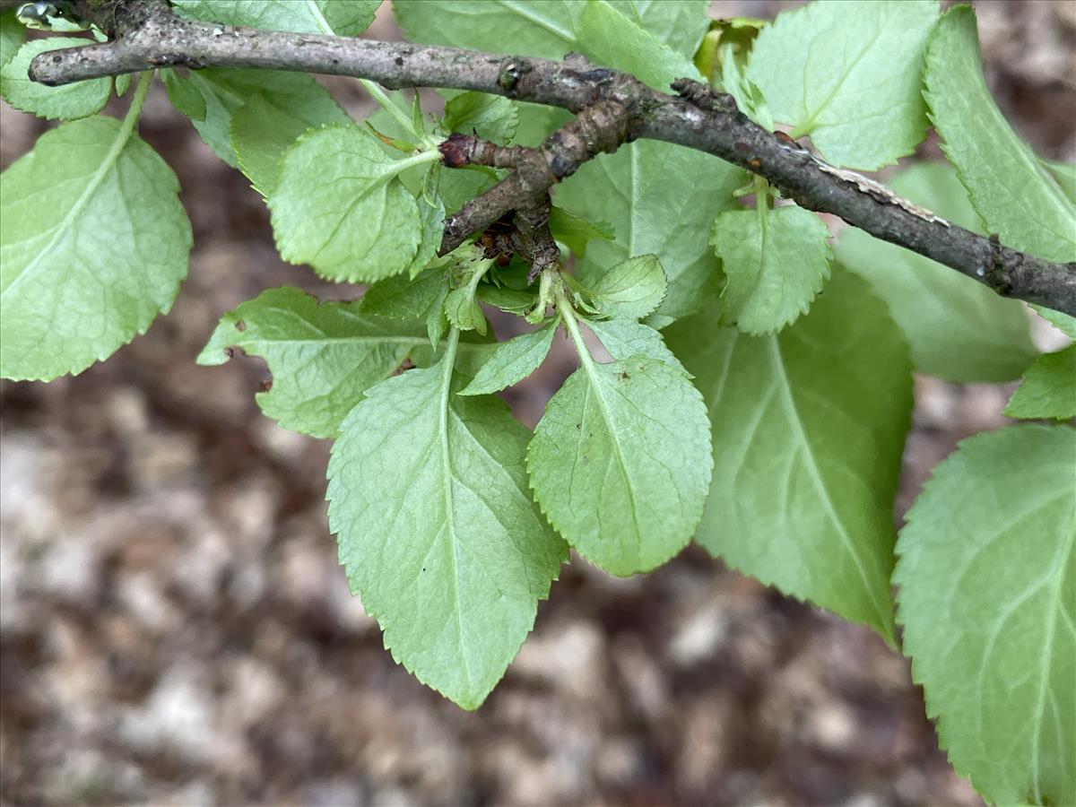 Malus sylvestris s.s. (door Carleen de Graaf)