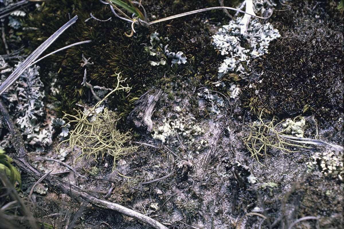 Usnea subfloridana (door Rita Ketner-Oostra)