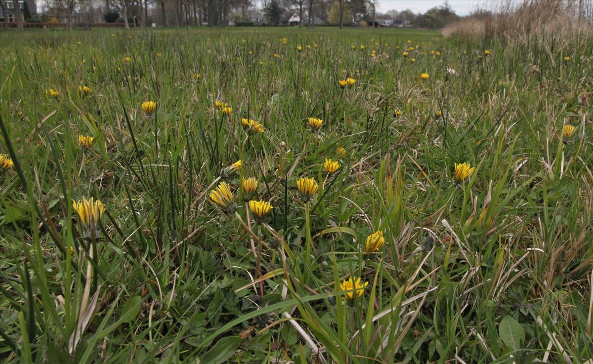 Taraxacum gelertii (door Jelle Hofstra)