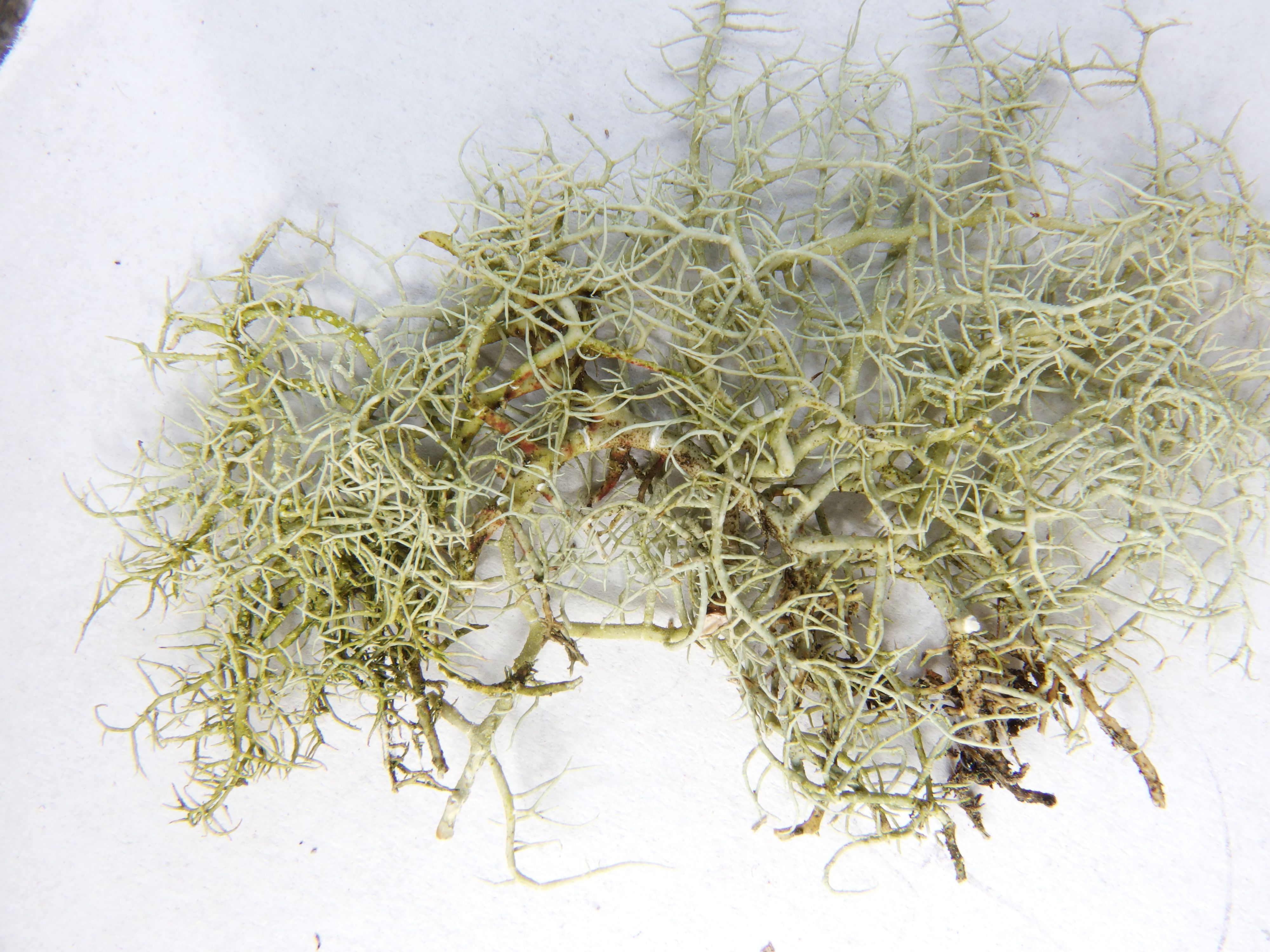 Usnea flavocardia (door Arno van der Pluijm)