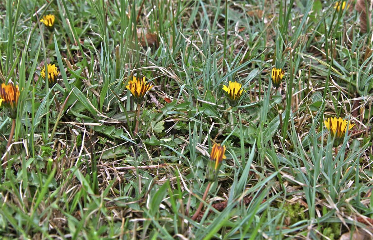 Taraxacum frugale (door Jelle Hofstra)