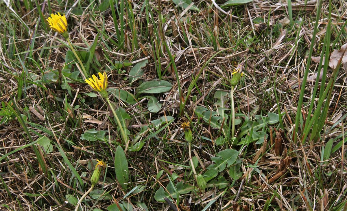 Taraxacum hygrophilum (door Jelle Hofstra)