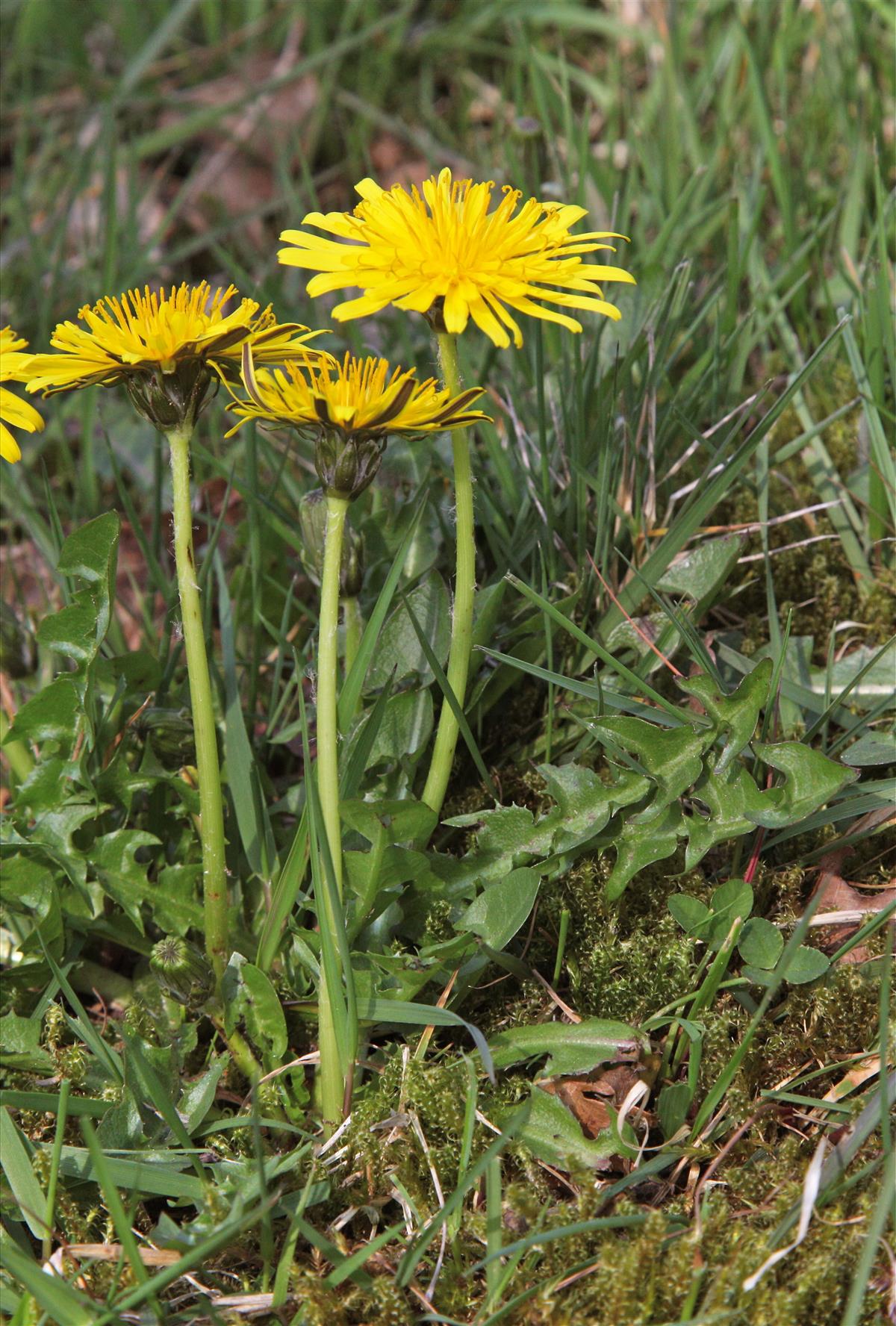 Taraxacum hygrophilum (door Jelle Hofstra)