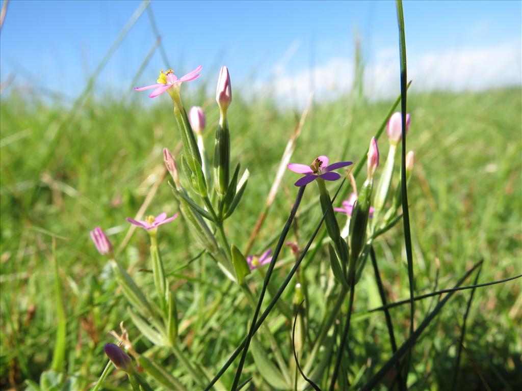 Centaurium pulchellum (door Frank van Gessele)