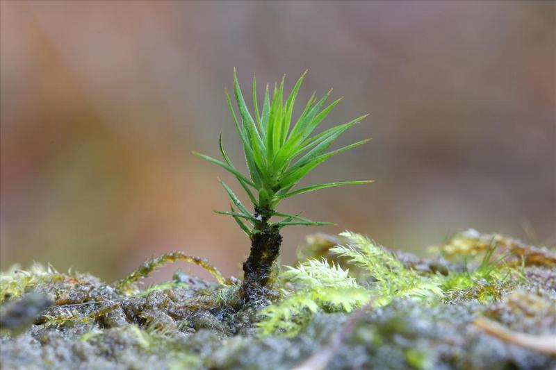 Polytrichum formosum (door Bas de Maat)