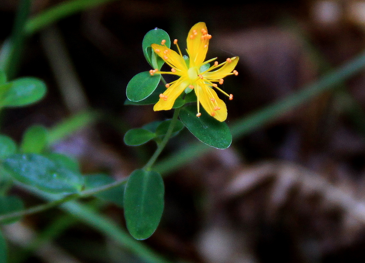 Hypericum pulchrum (door Peter Meininger)