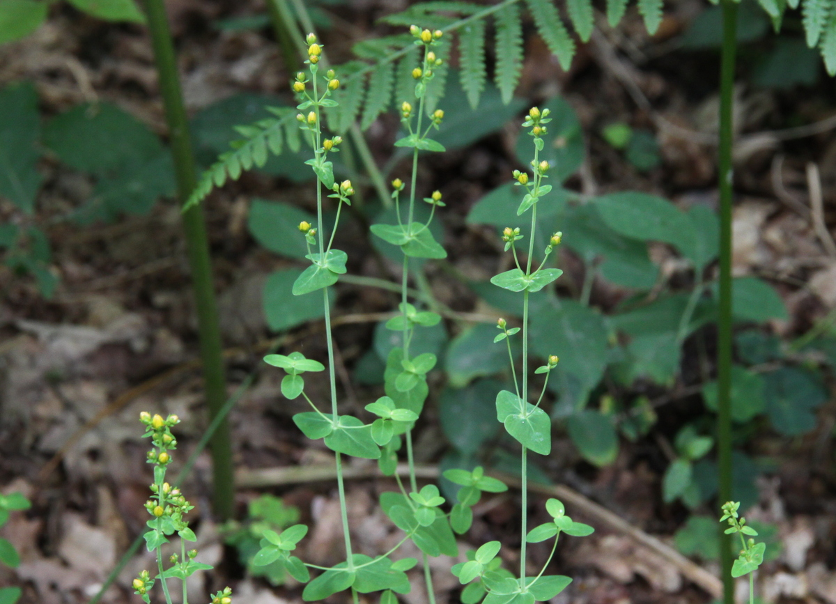 Hypericum pulchrum (door Peter Meininger)