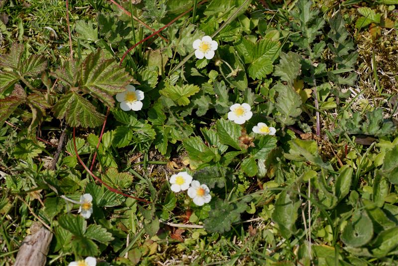 Fragaria vesca (door Adrie van Heerden)