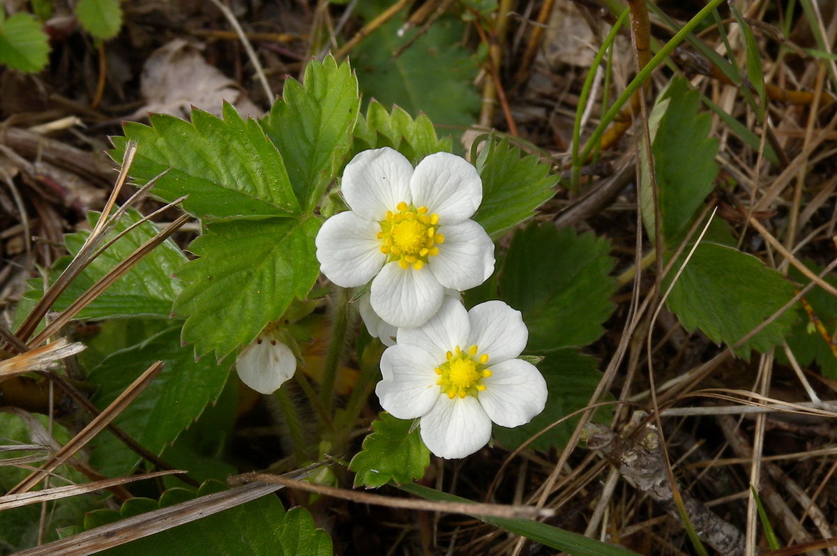 Fragaria vesca (door Hans Toetenel)