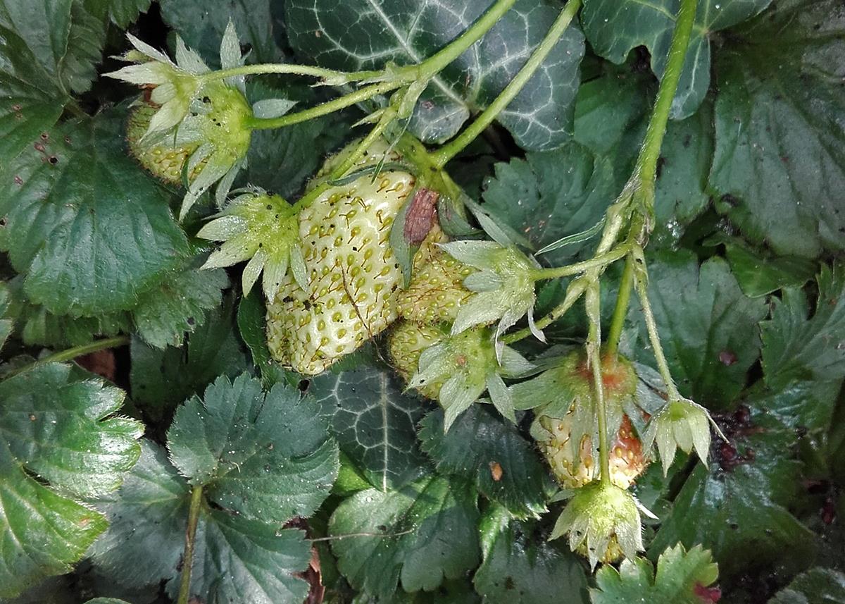 Fragaria x ananassa (door Ab H. Baas)