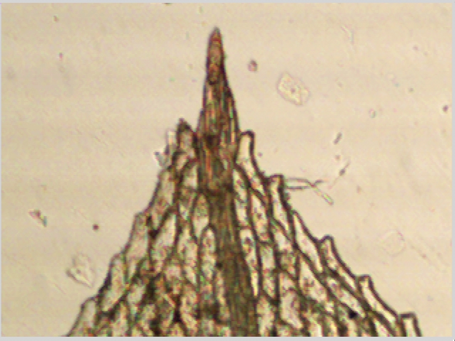 Physcomitrium pyriforme (door John van Roosmalen)