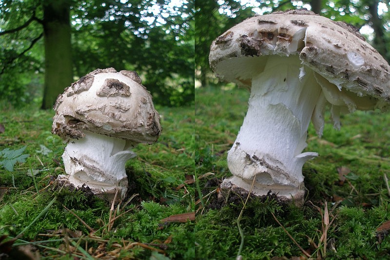 Amanita strobiliformis (door Hans Adema)