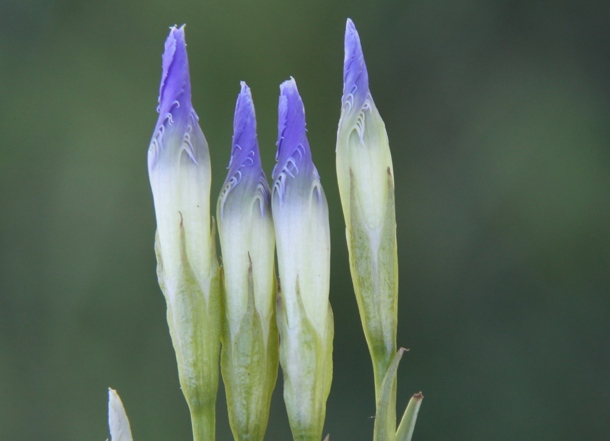 Gentianopsis ciliata (door Peter Meininger)