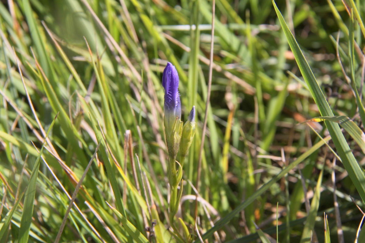 Gentianopsis ciliata (door Peter Meininger)