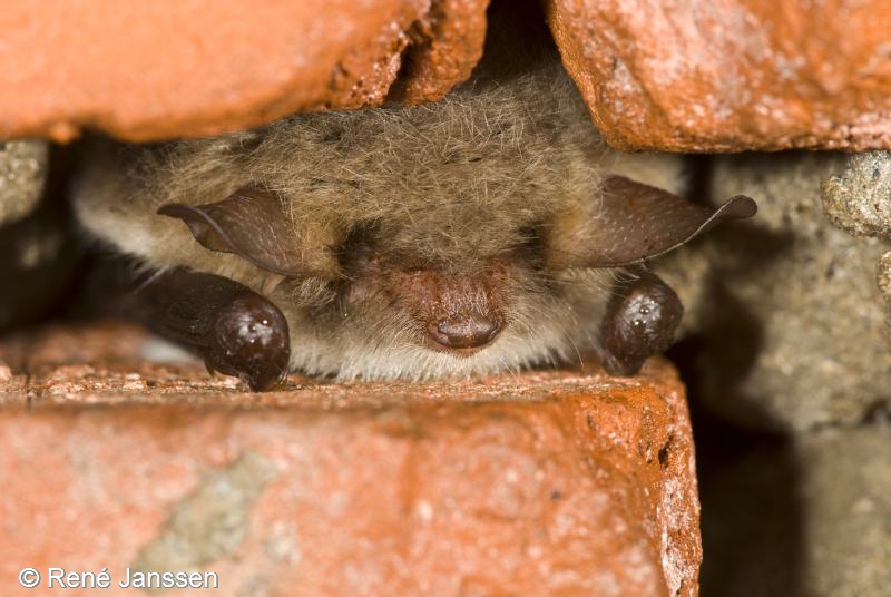 Myotis nattereri (door René Janssen)