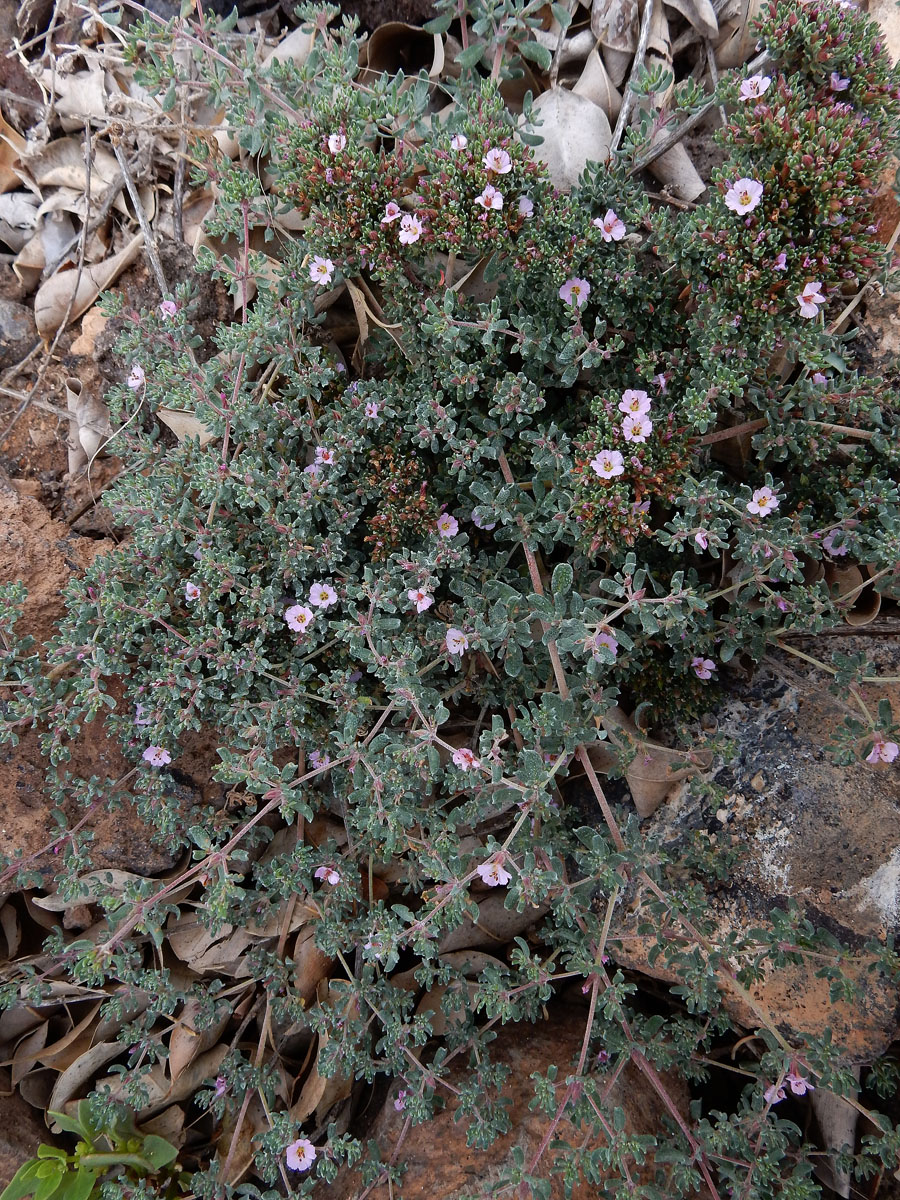 Frankenia pulverulenta (door Ed Stikvoort | Saxifraga)