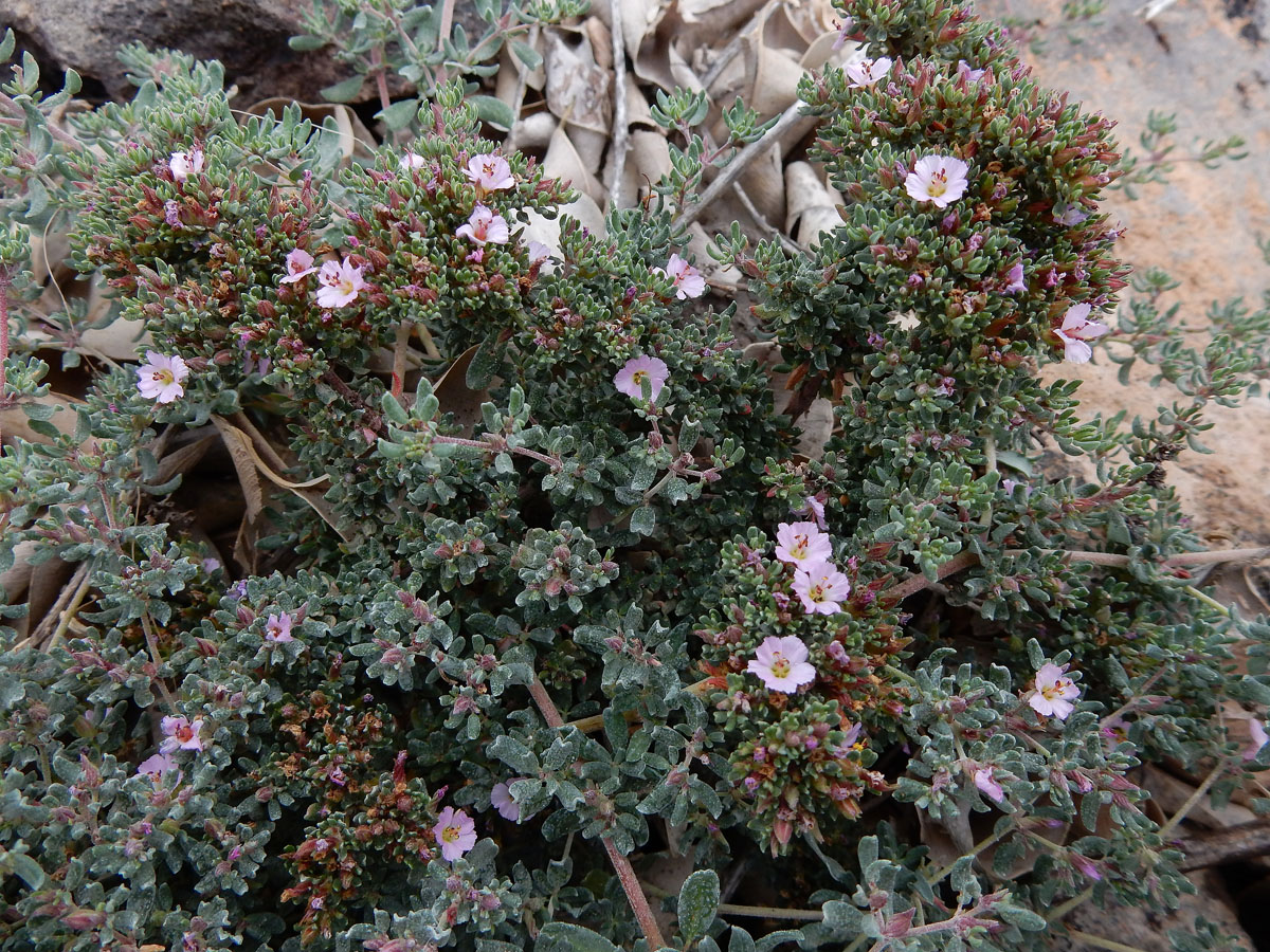 Frankenia pulverulenta (door Ed Stikvoort | Saxifraga)