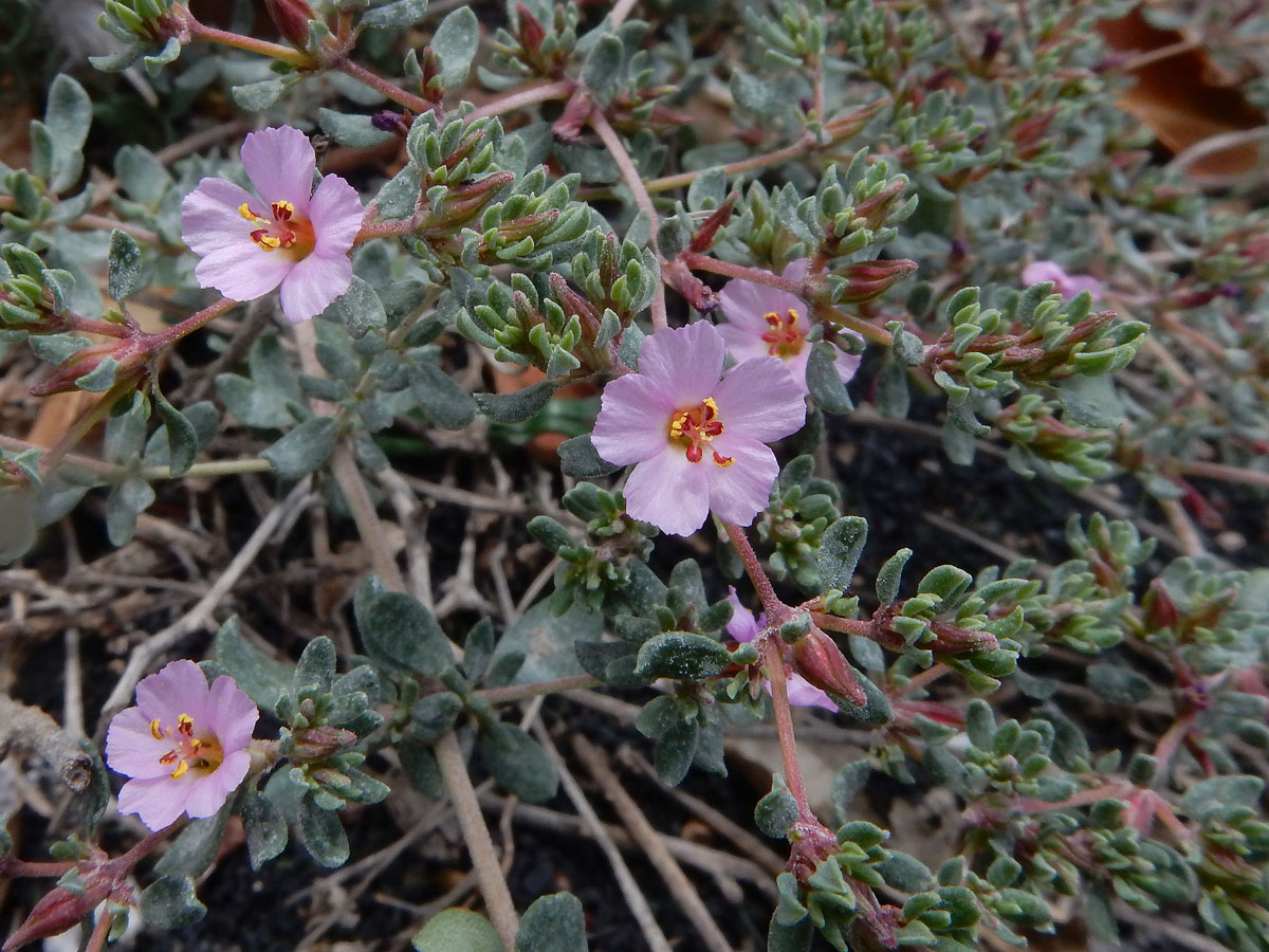 Frankenia pulverulenta (door Ed Stikvoort | Saxifraga)