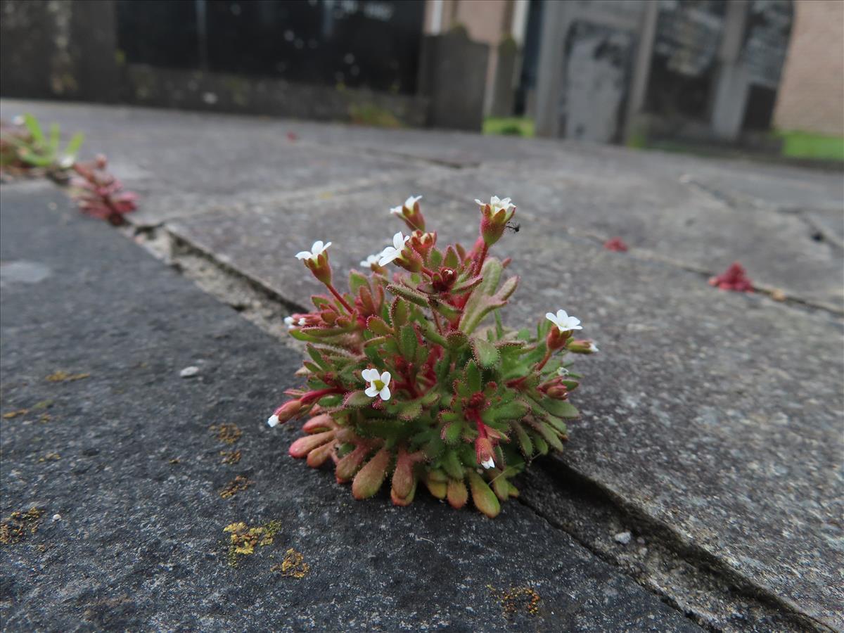 Saxifraga tridactylites (door Frank van Gessele)