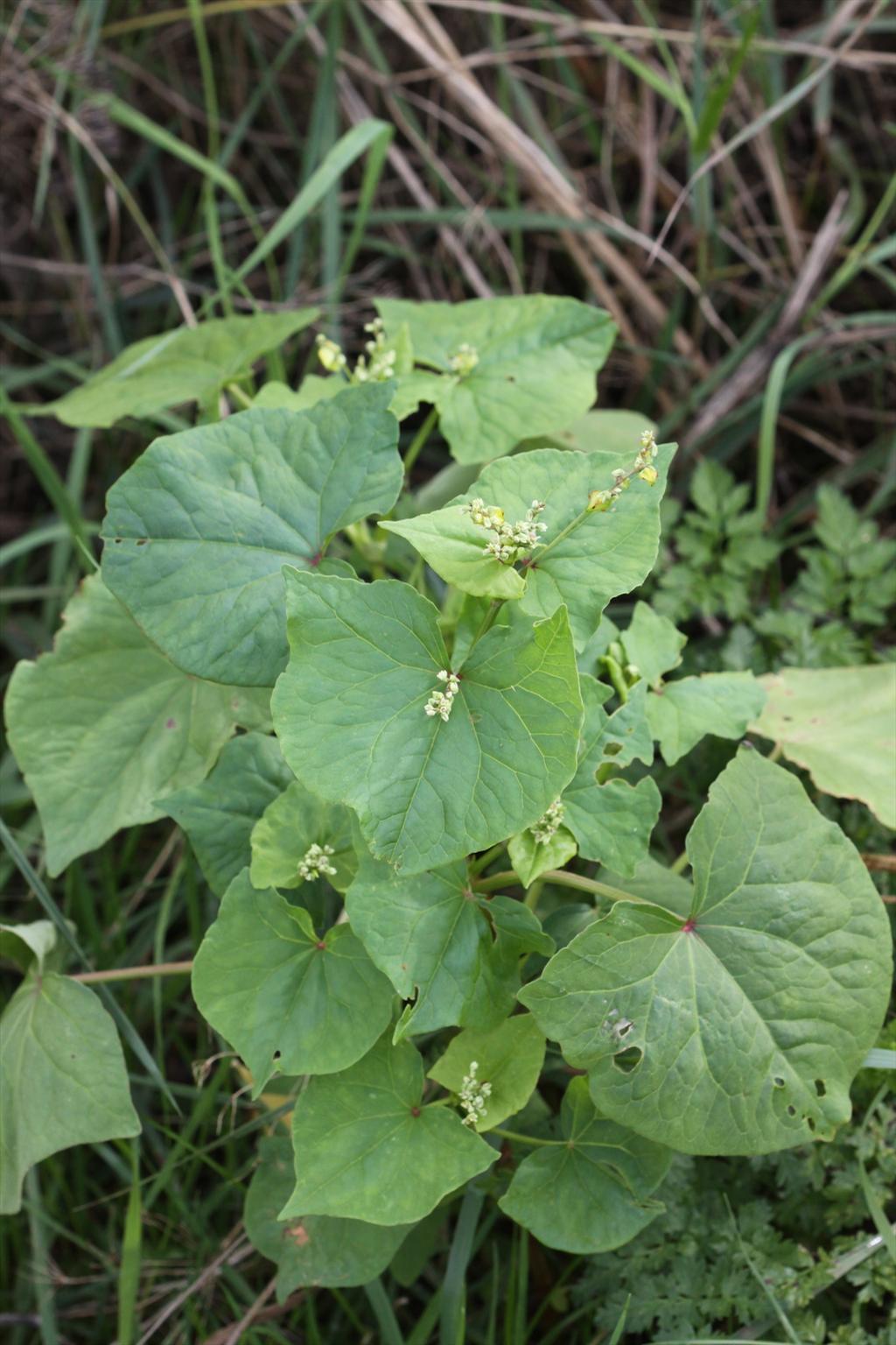 Fagopyrum tataricum (door Peter Meininger)