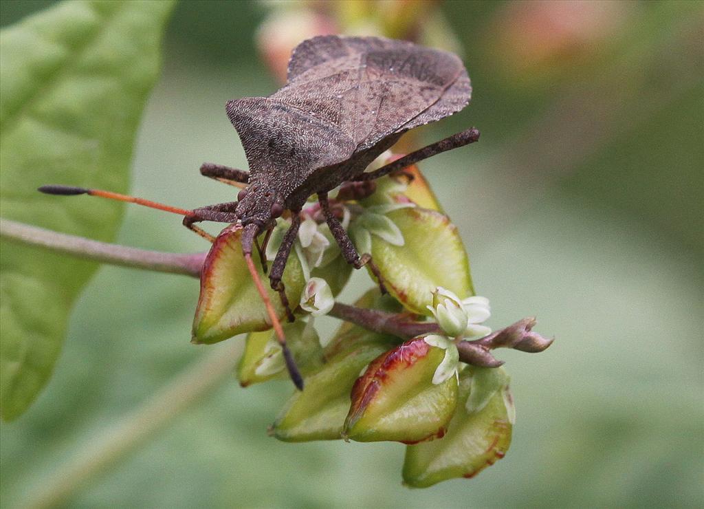 Fagopyrum tataricum (door Peter Meininger)