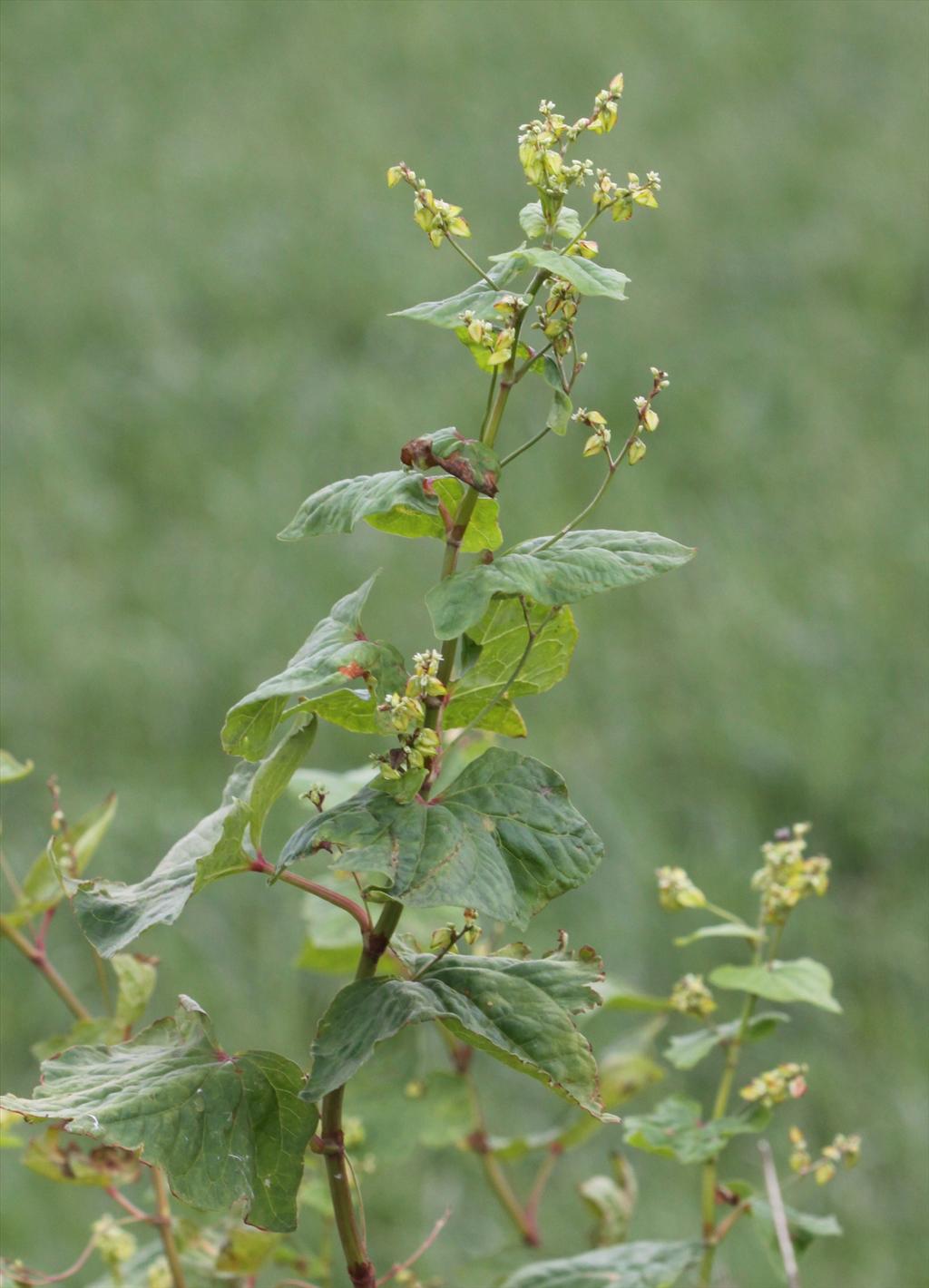 Fagopyrum tataricum (door Peter Meininger)