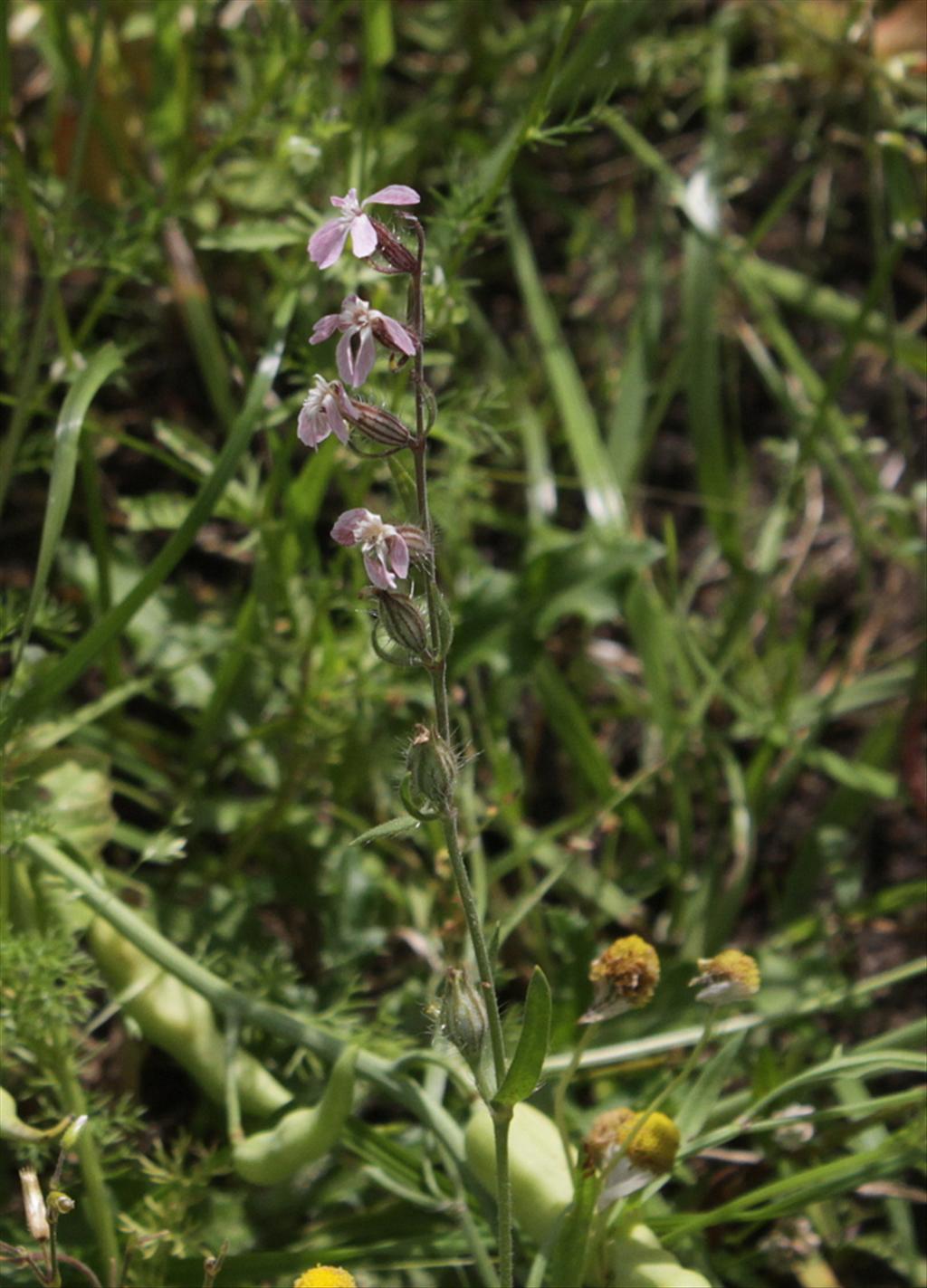 Silene gallica (door Peter Meininger)