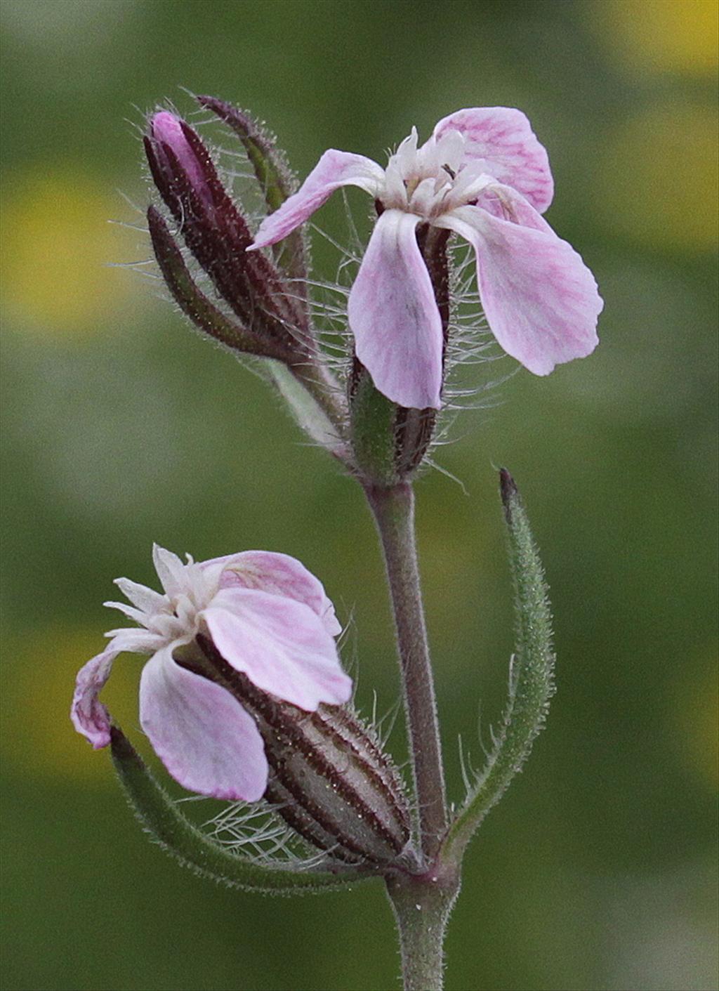 Silene gallica (door Peter Meininger)