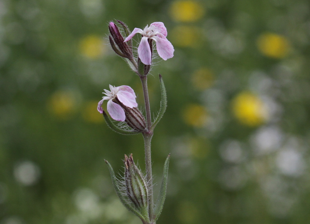 Silene gallica (door Peter Meininger)