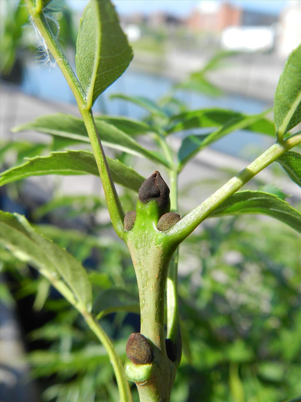 Fraxinus angustifolia (door Rutger Barendse)