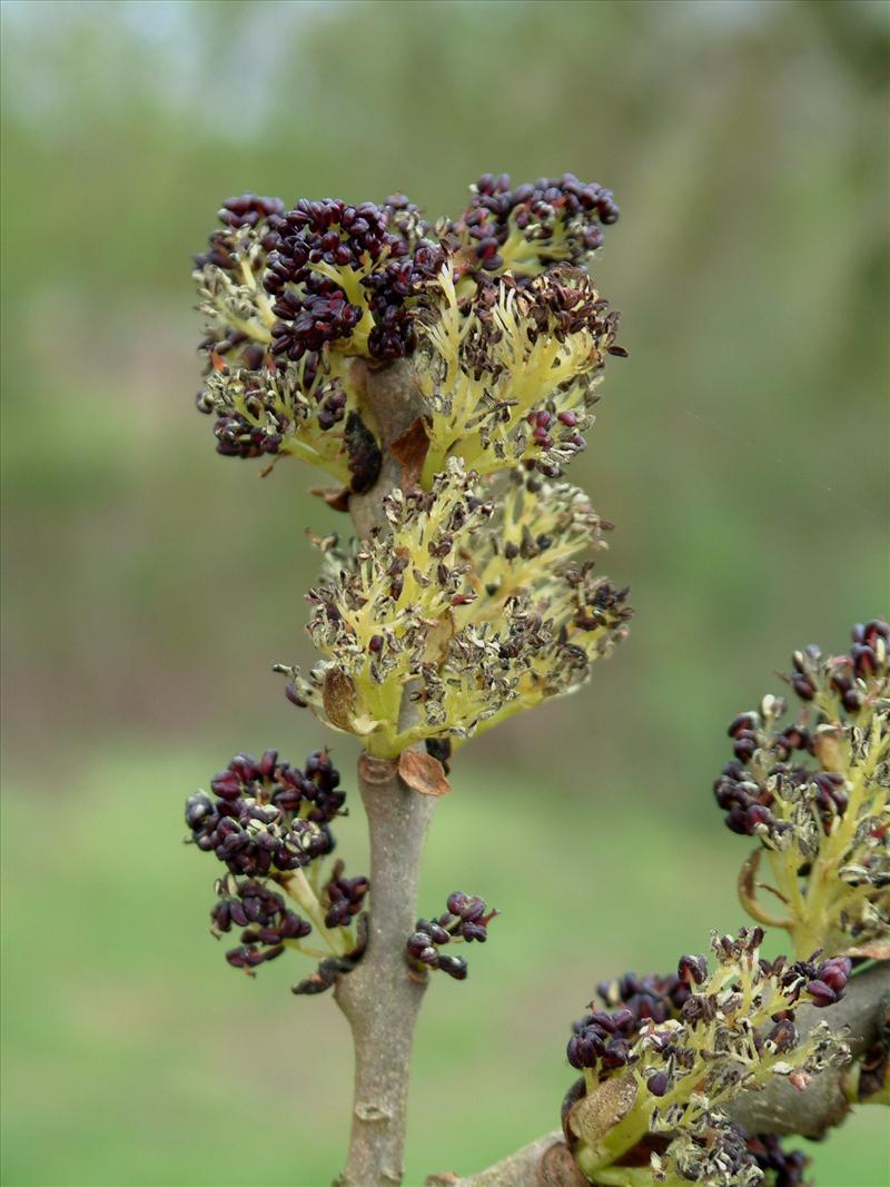 Fraxinus excelsior (door Adrie van Heerden)