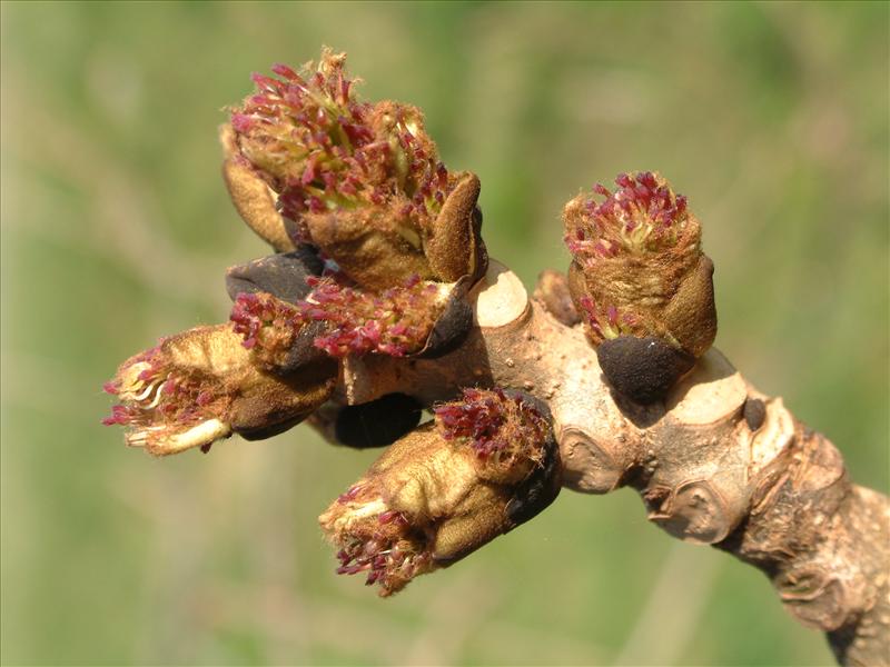 Fraxinus excelsior (door Adrie van Heerden)