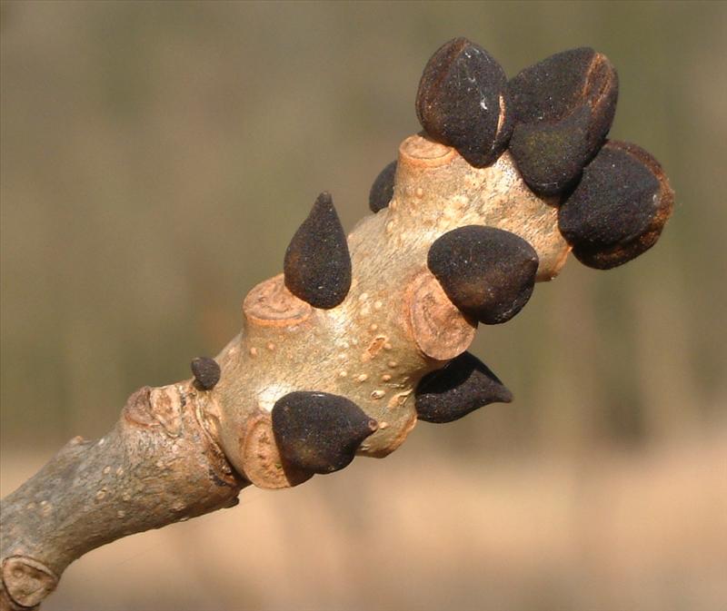 Fraxinus excelsior (door Adrie van Heerden)