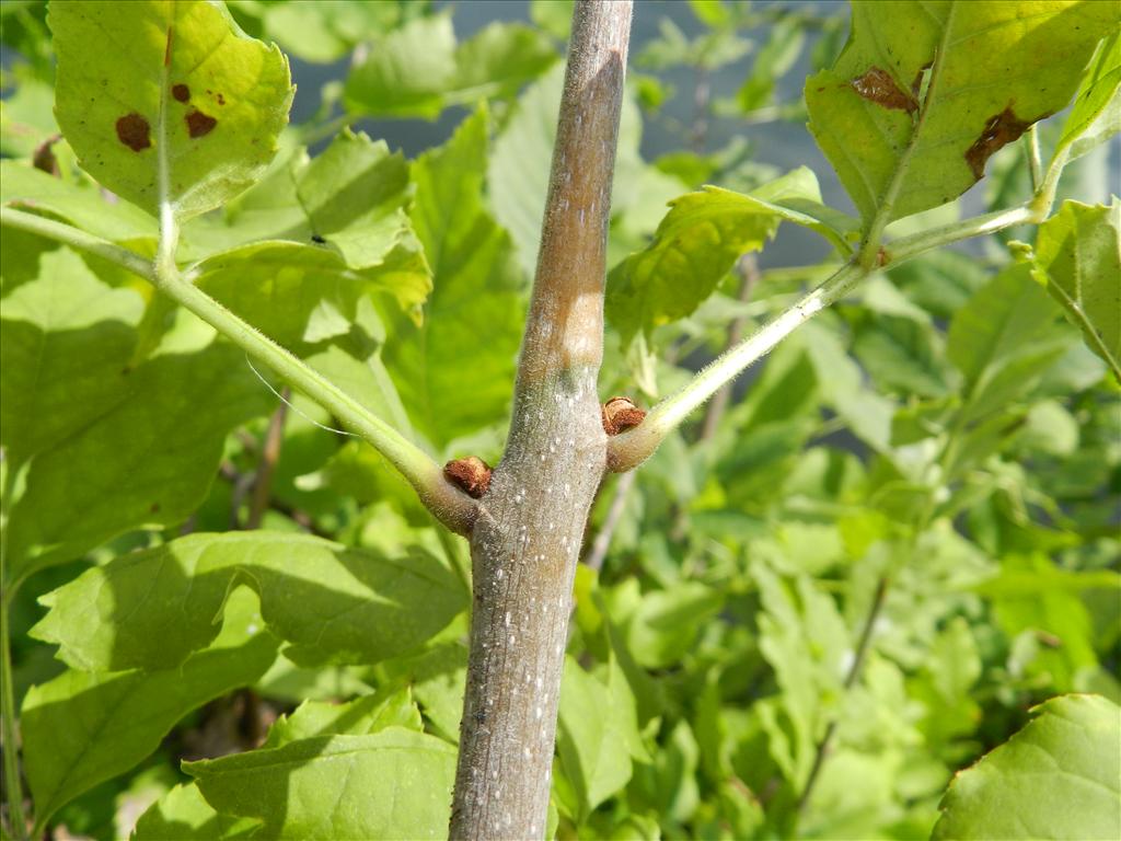 Fraxinus pennsylvanica (door Rutger Barendse)