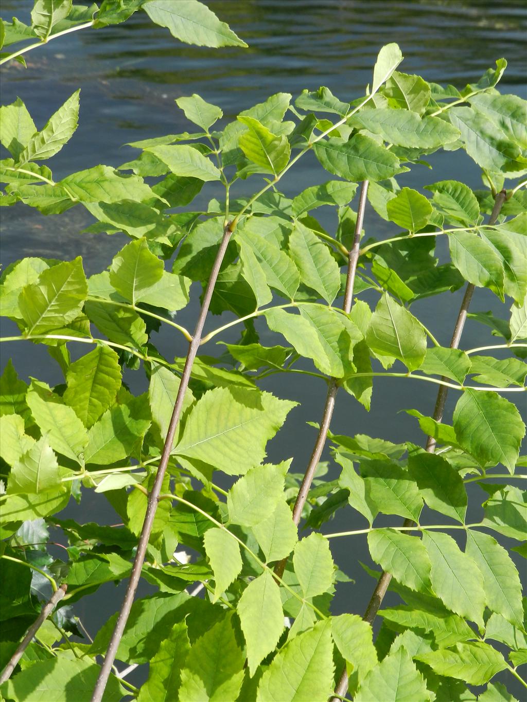 Fraxinus pennsylvanica (door Rutger Barendse)