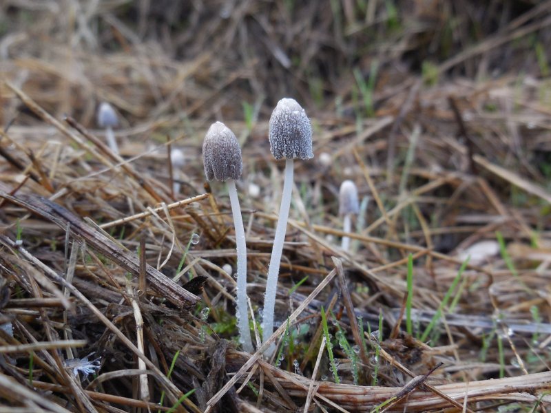 Coprinopsis friesii (door Marian Jagers)