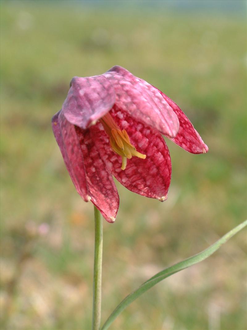 Fritillaria meleagris (door Adrie van Heerden)