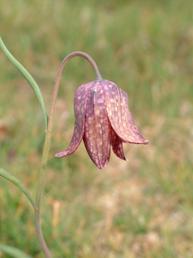 Fritillaria meleagris (door Adrie van Heerden)