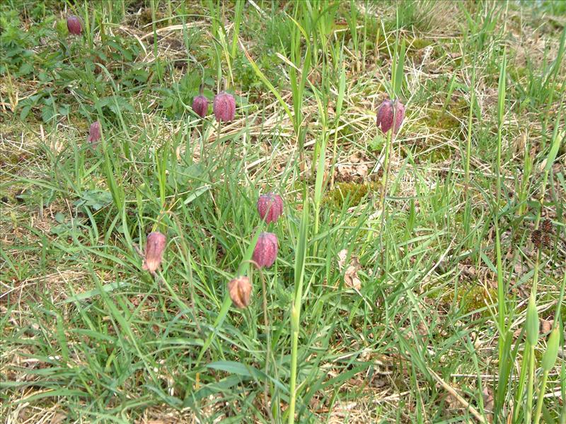 Fritillaria meleagris (door Adrie van Heerden)