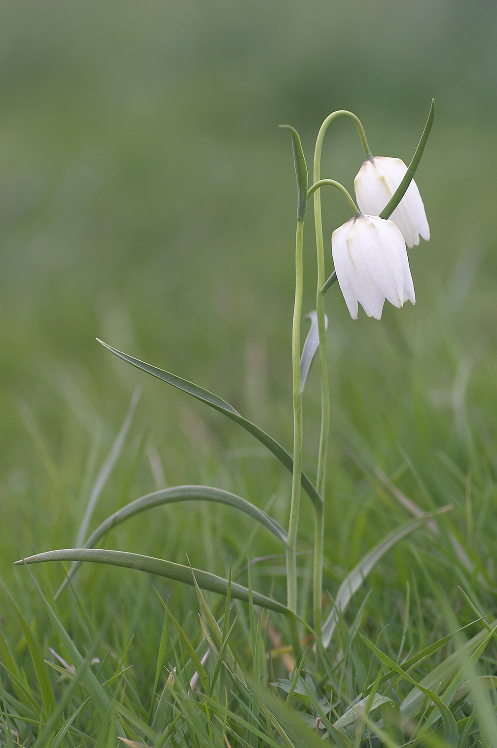 Fritillaria meleagris (door Bert Blok)