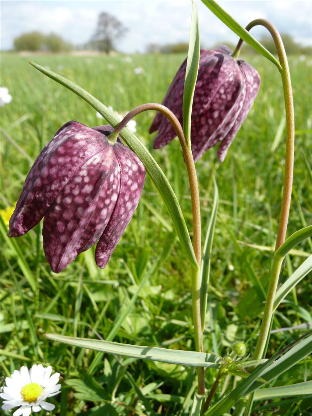 Fritillaria meleagris (door Annie Vos)