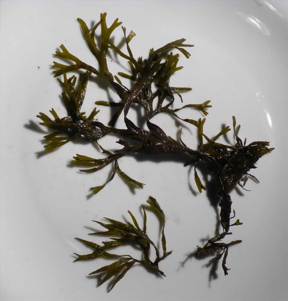 Fucus ceranoides (door Luna van der Loos)