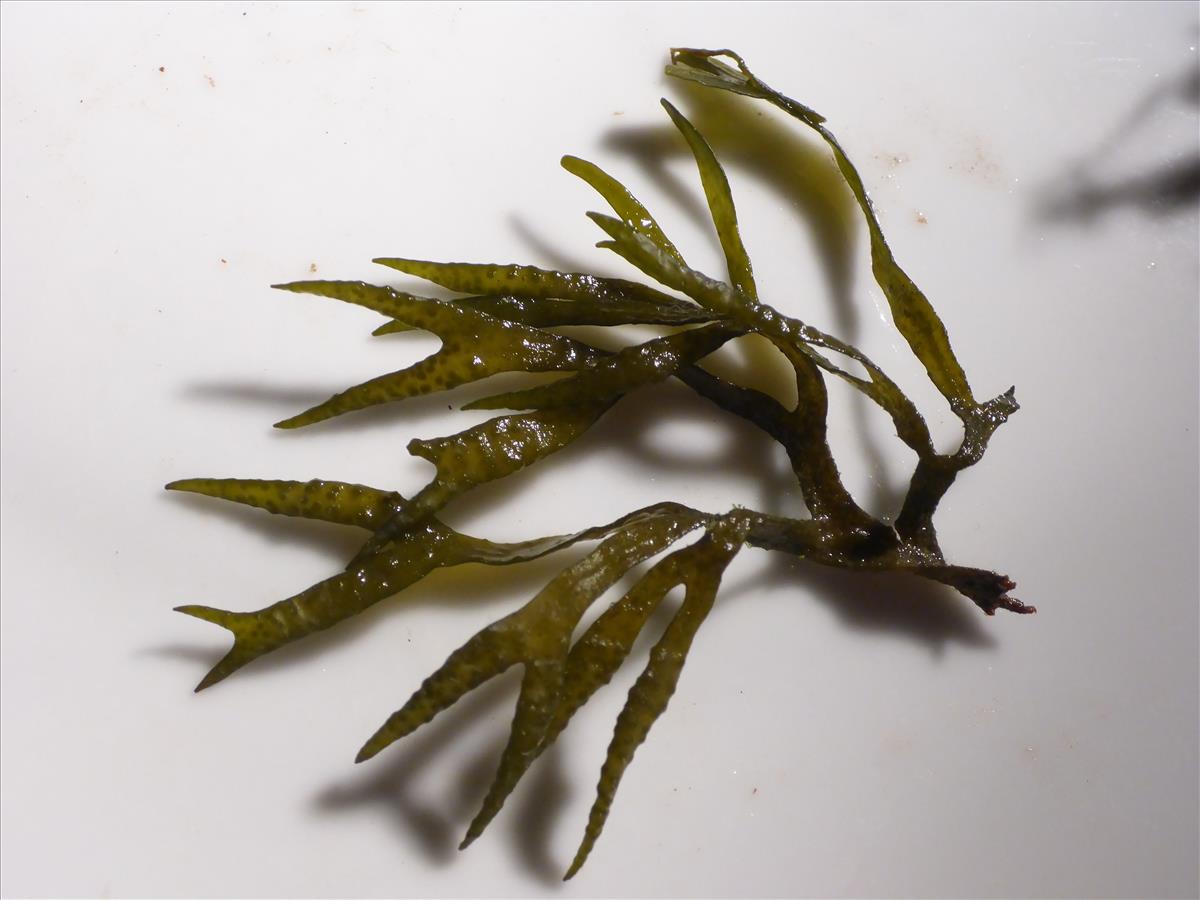 Fucus ceranoides (door Luna van der Loos)