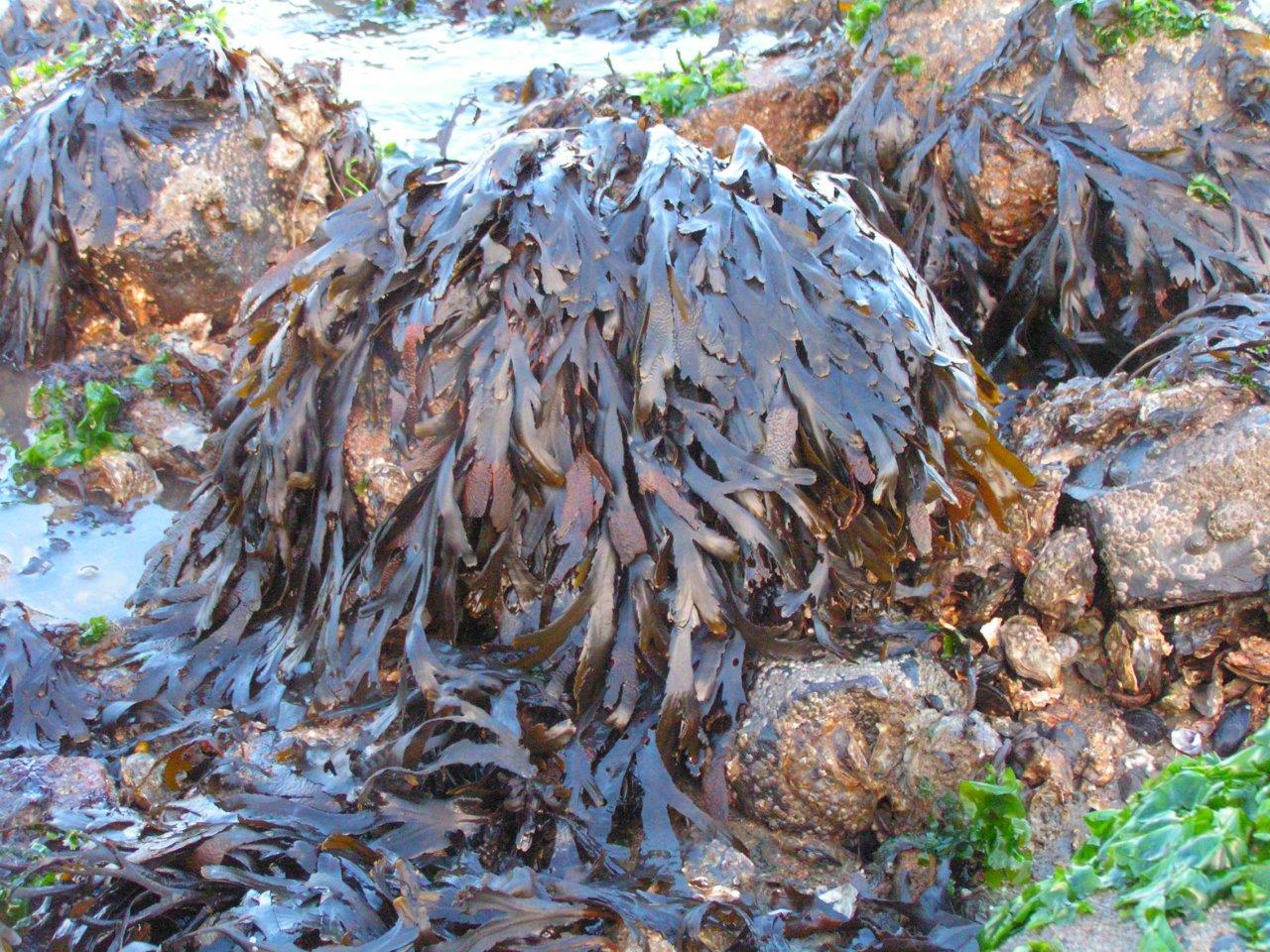 Fucus serratus (door Mart Karremans)