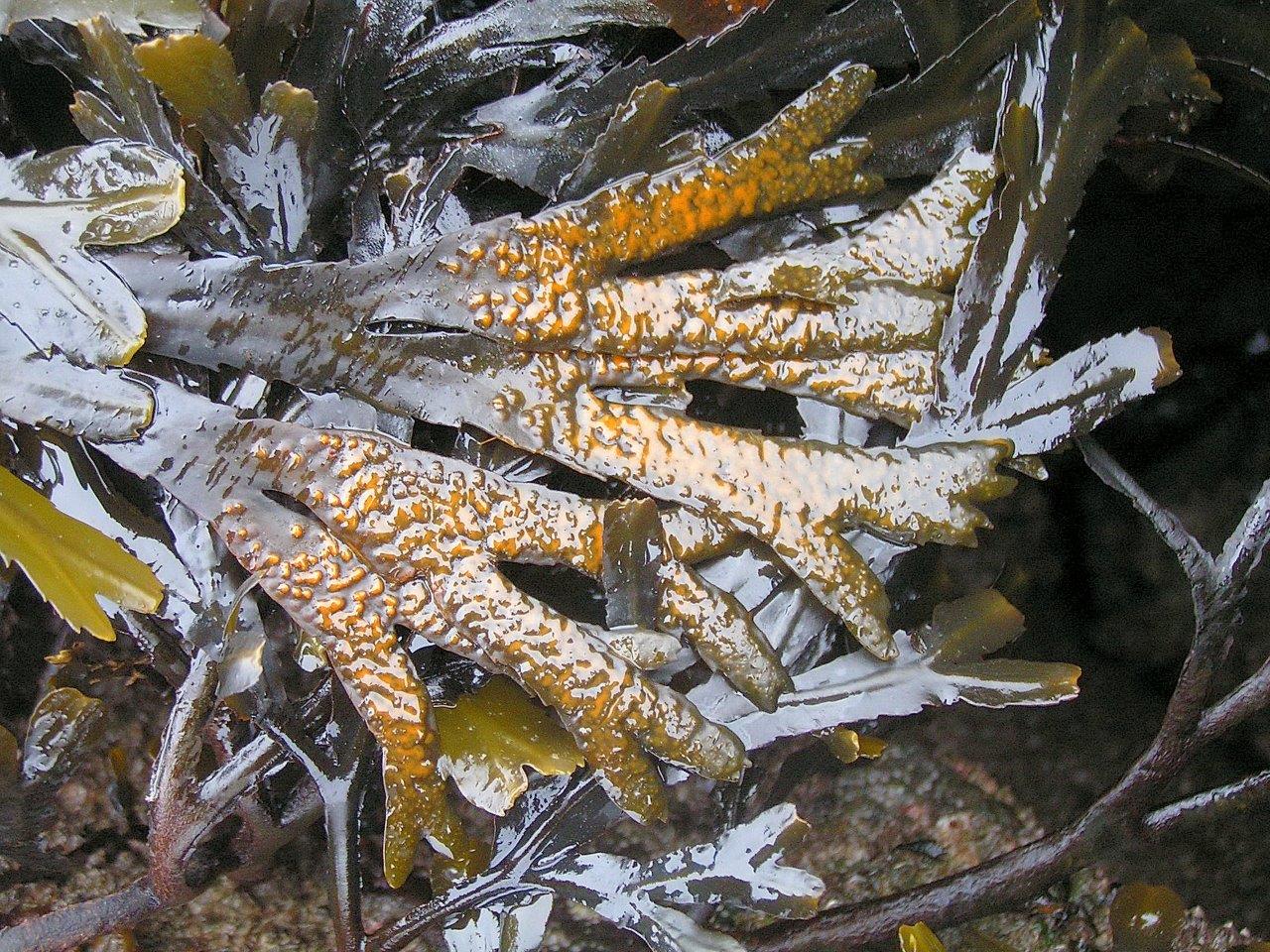 Fucus serratus (door Mart Karremans)